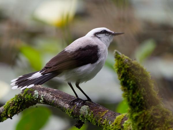Maskerwatertiran (Fluvicola nengeta)
